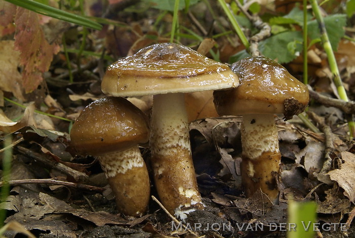 Olijfkleurige slijmkop - Hygrophorus persoonii